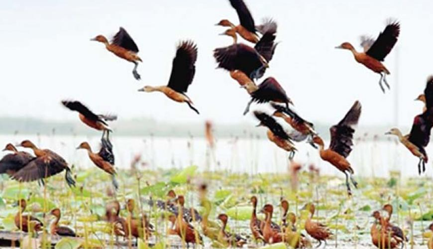 বিশ্ব পাখি দিবস